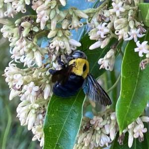 Stingless Great Carpenter Bee (Xylocopa)