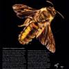 Native Bees of Australia by James Dorey