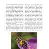 A Guide to Native Bees of Australia by Terry Houston