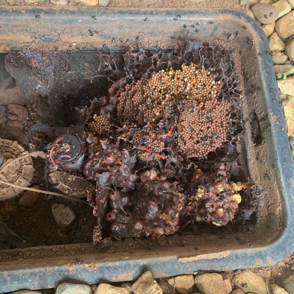 Stingless Australian Native Bee Hive That Moved In To A Water Irrigation Pit 