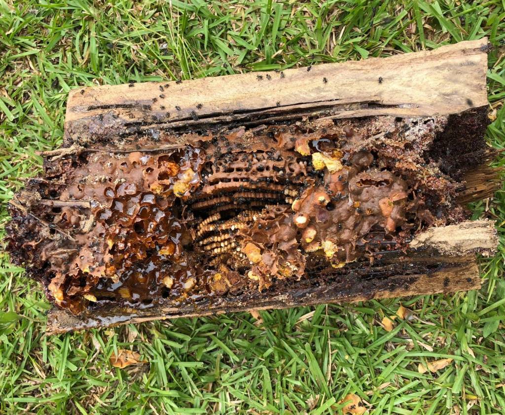 Stingless Australian Native Bee Hive in fallen down tree