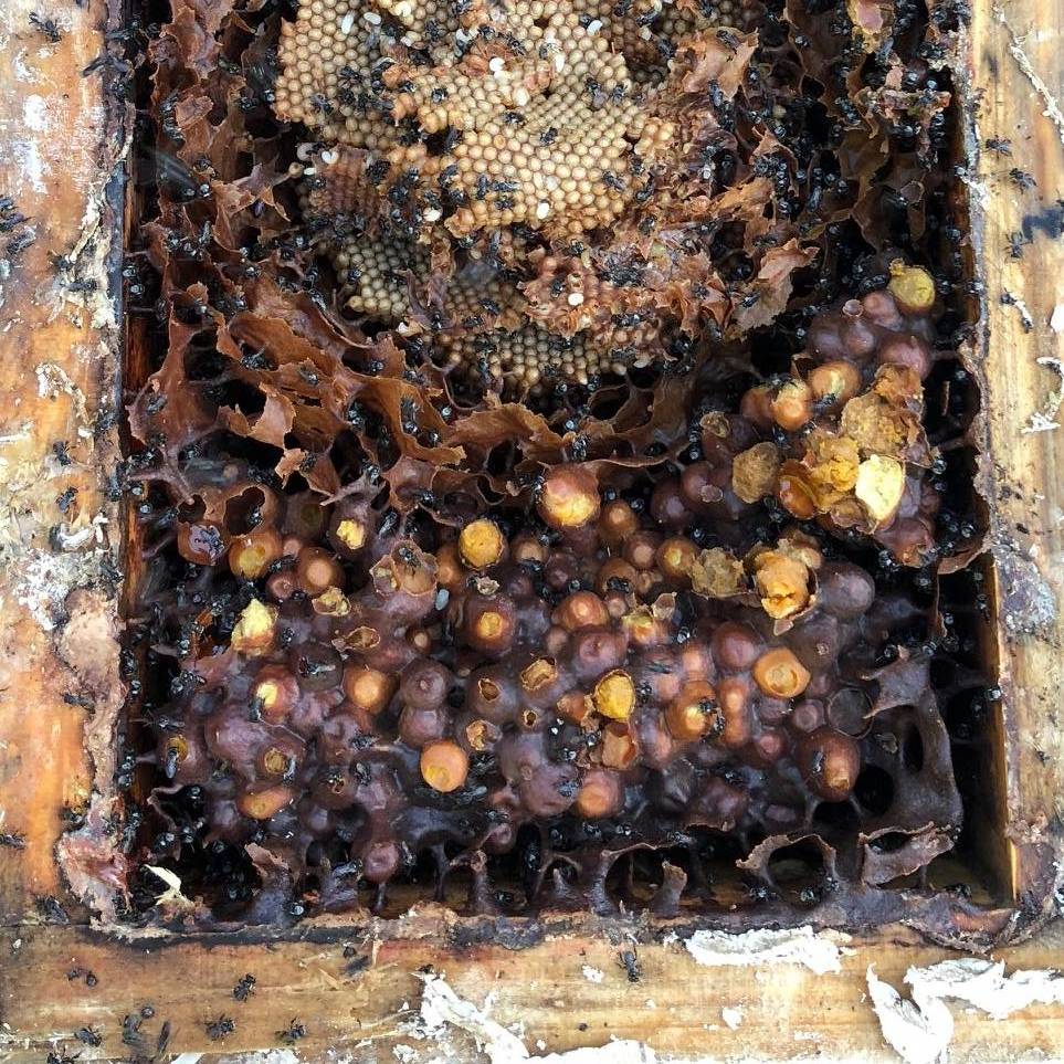 Pollen Pots of Stingless Australian Native Bees