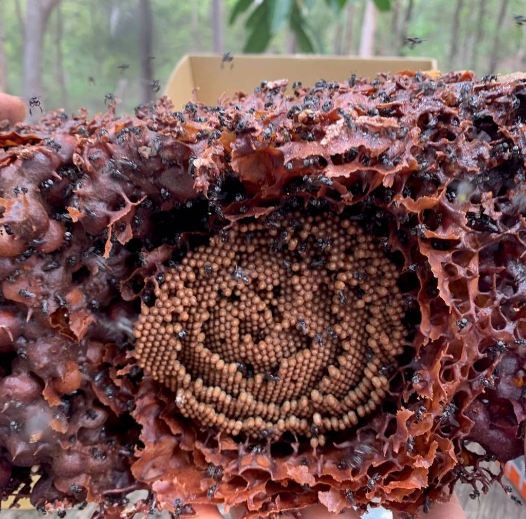 Propolis used to build tetragonula bee hive 