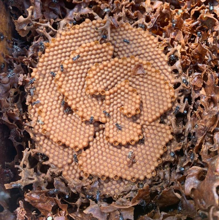 Stingless Bees - ABeeC Hives - Australian Native Bee Hives