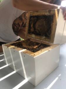 Splitting open native bee hive