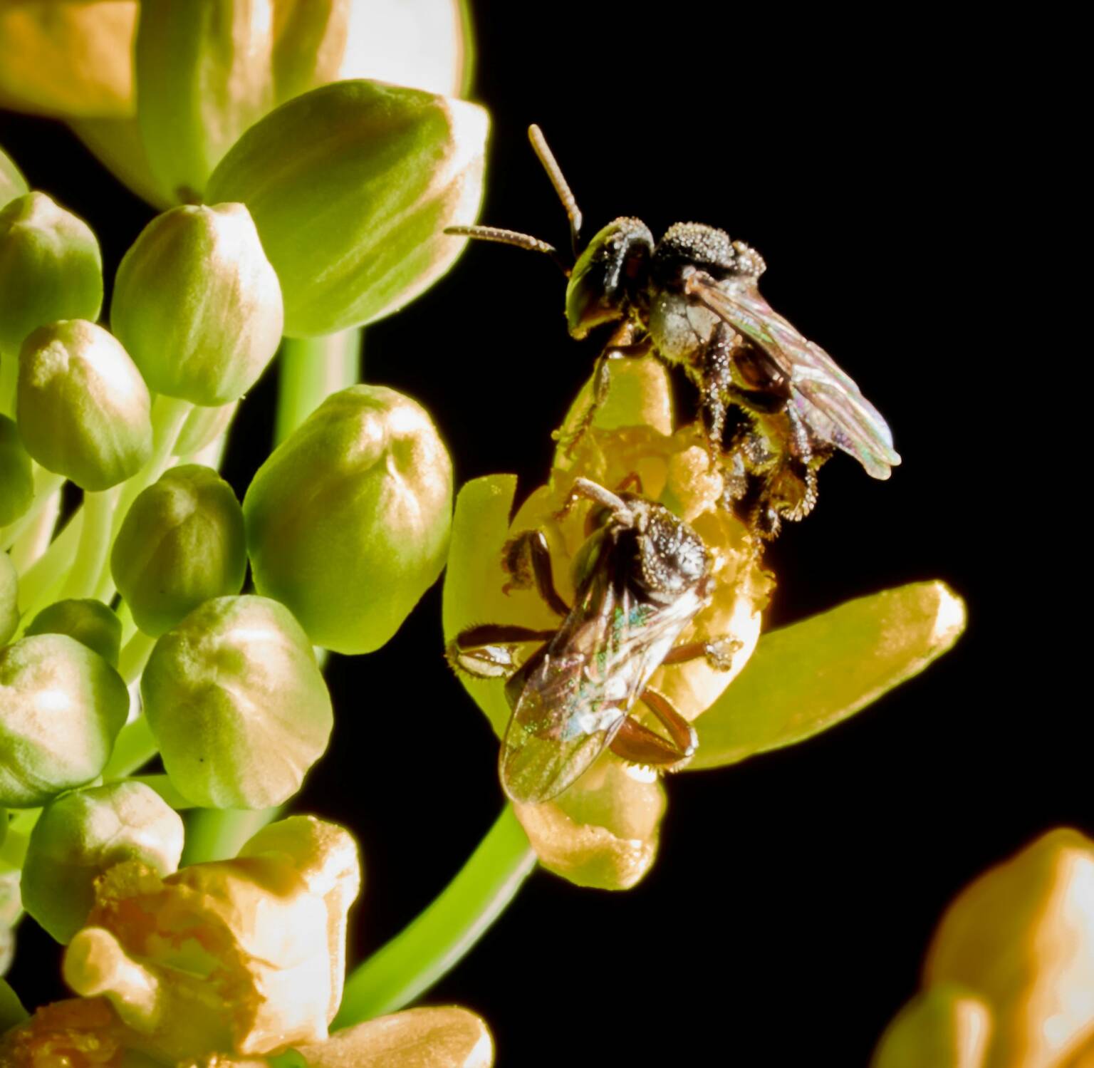 Tetragonula Hockingsi - ABeeC Hives - Australian Native Bee Hives