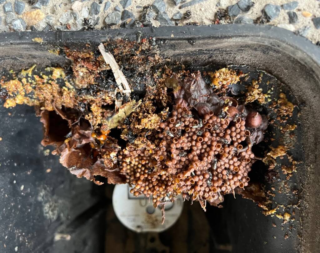 Stingless Australian Native Bee Hive That Moved In To A Water meter